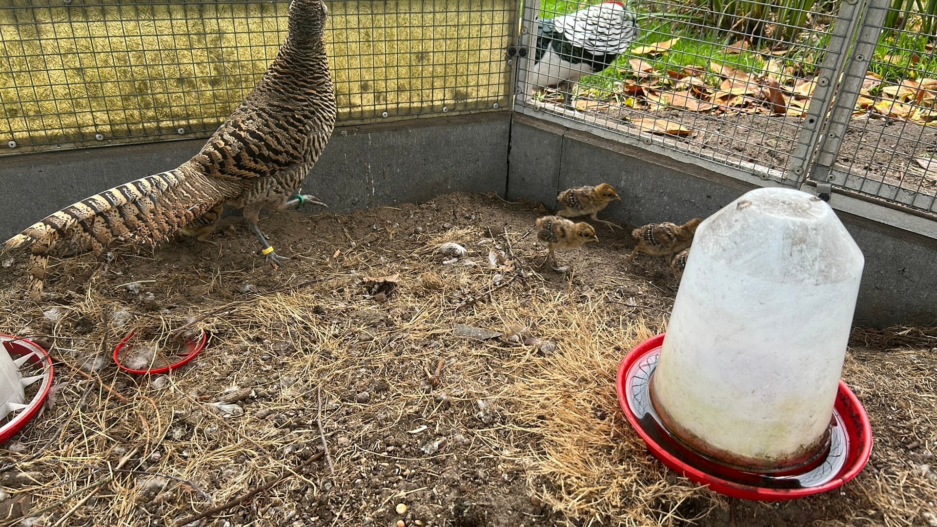 Lady amherst, Dieren en Toebehoren, Pluimvee, Meerdere dieren, Overige soorten