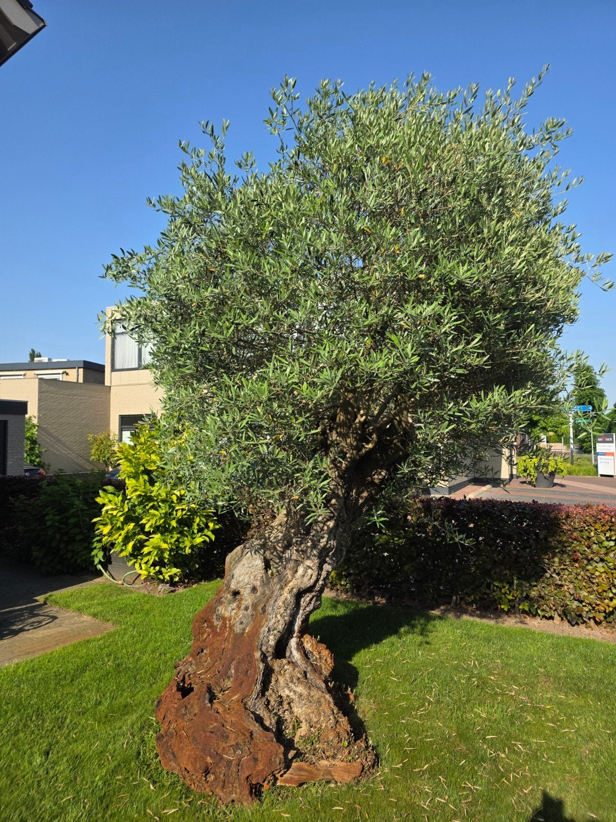 Prachtige oude olijfboom, Ophalen of Verzenden, Volle zon, Olijfboom, 100 tot 250 cm