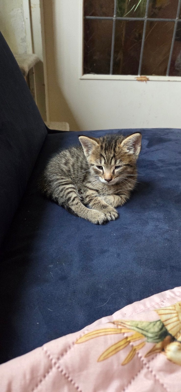 Super lief kitten beschikbaar, Dieren en Toebehoren, Katten en Kittens | Overige Katten, Kater