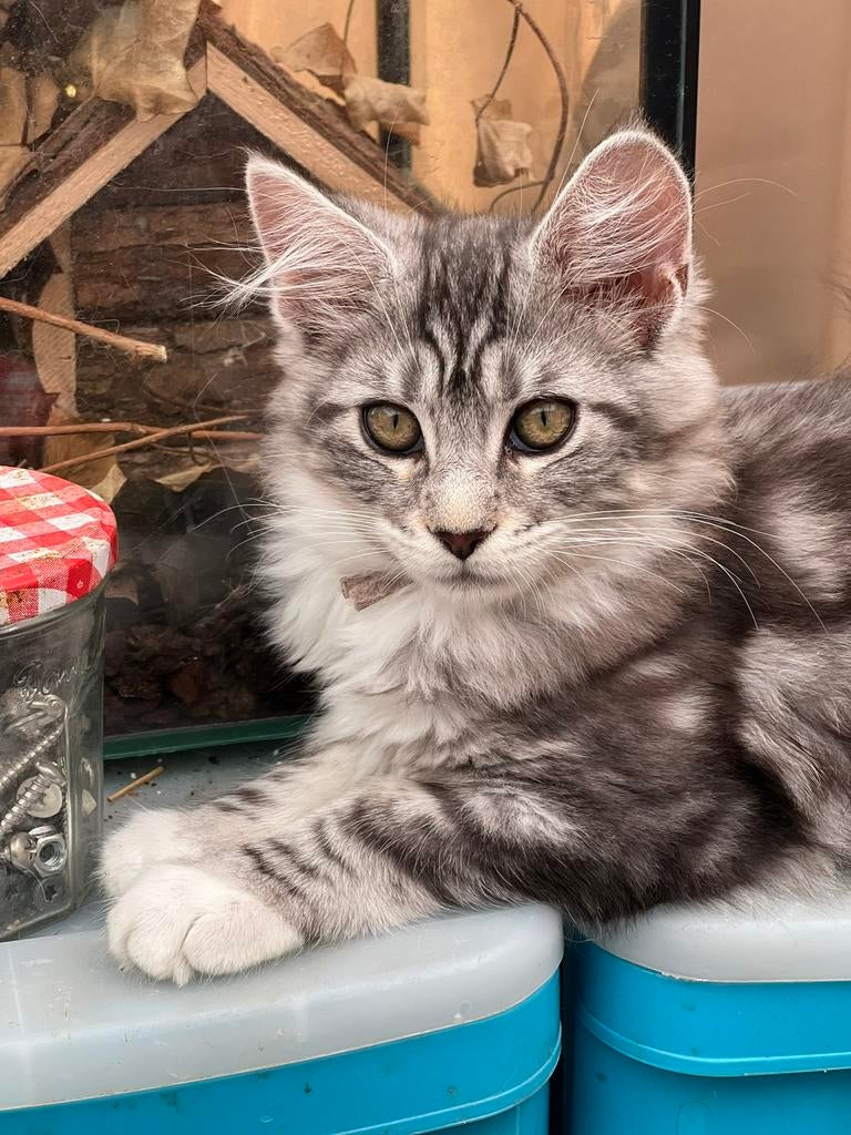 Maine coon russische lijnen kittens XXL dames, Meerdere dieren, Gechipt, 0 tot 2 jaar