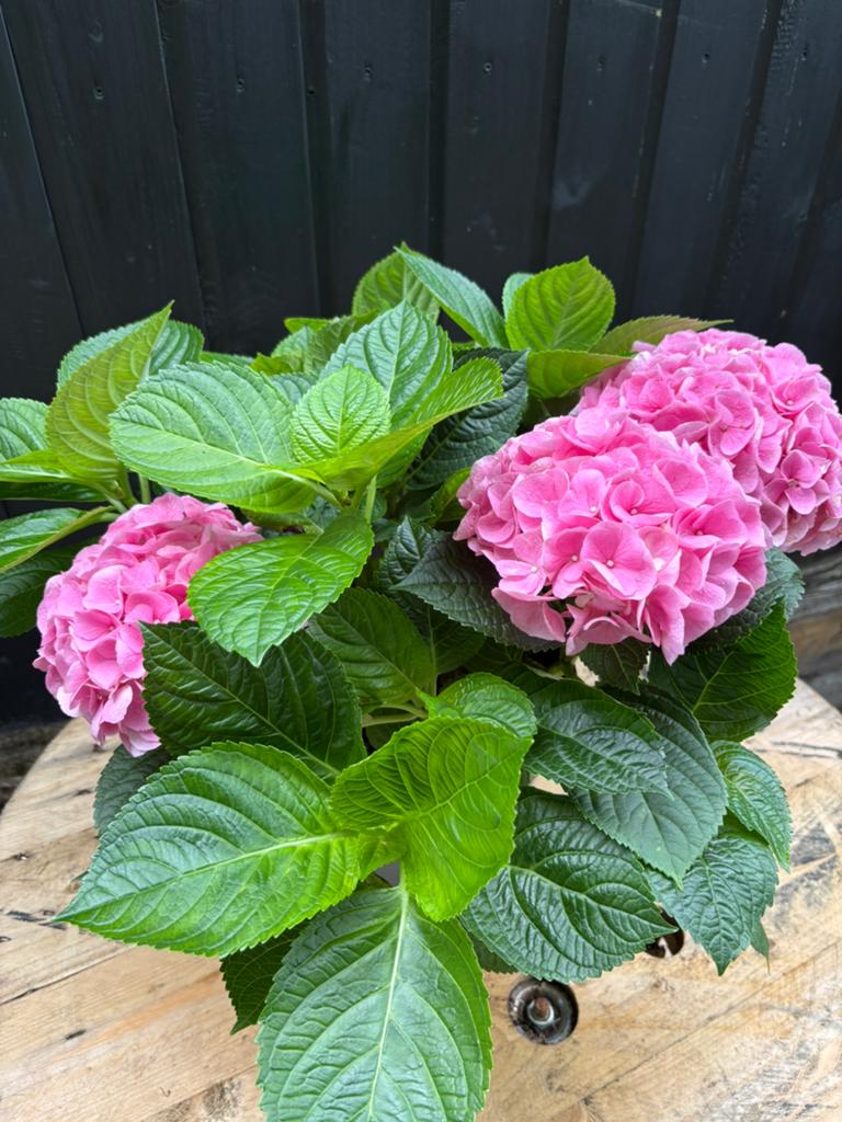 Hortensia, Tuin en Terras, Ophalen