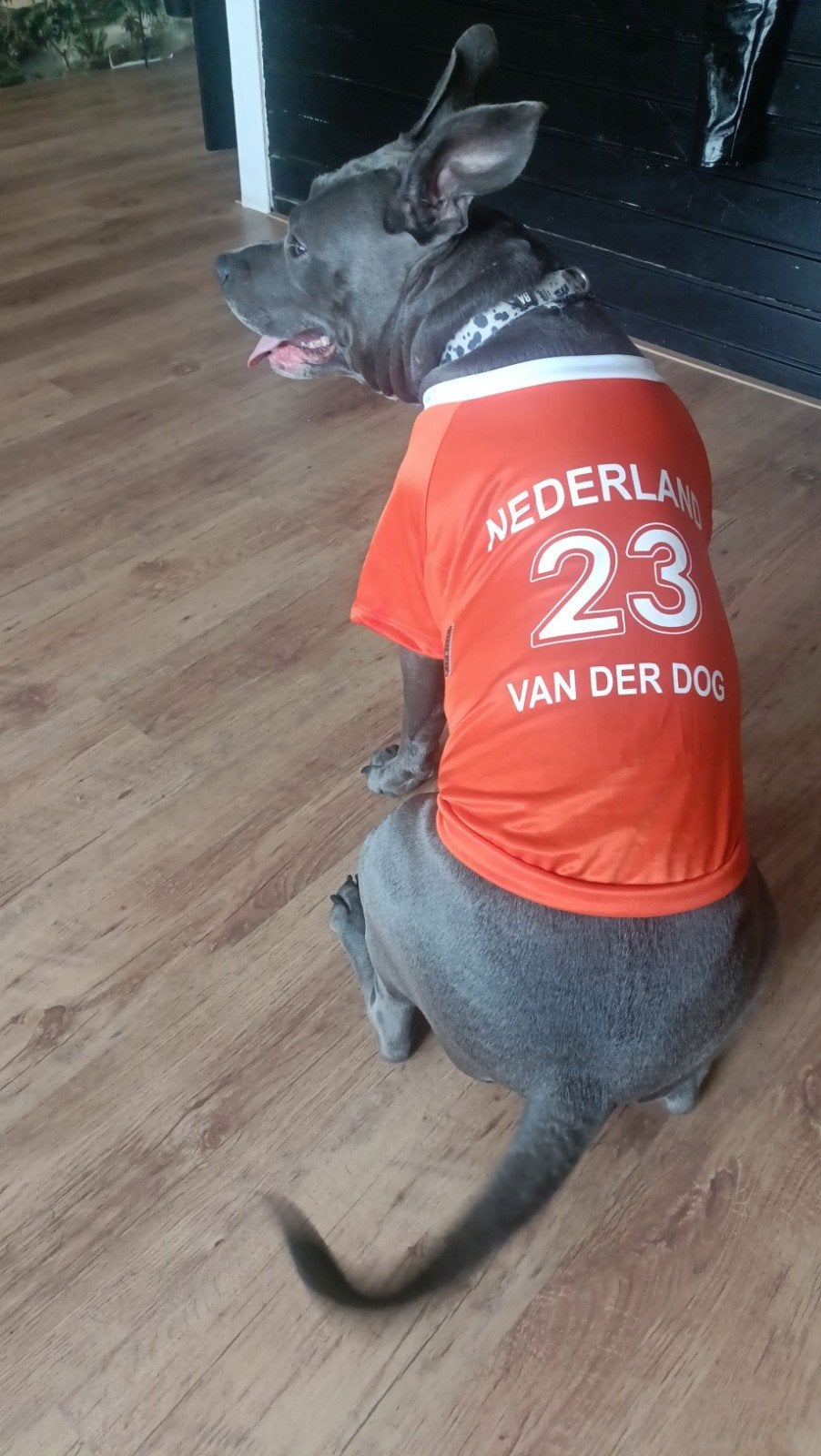 Stafford zoekt liefdevol huis, Overige rassen, Teef, Eén hond, 3 tot 5 jaar