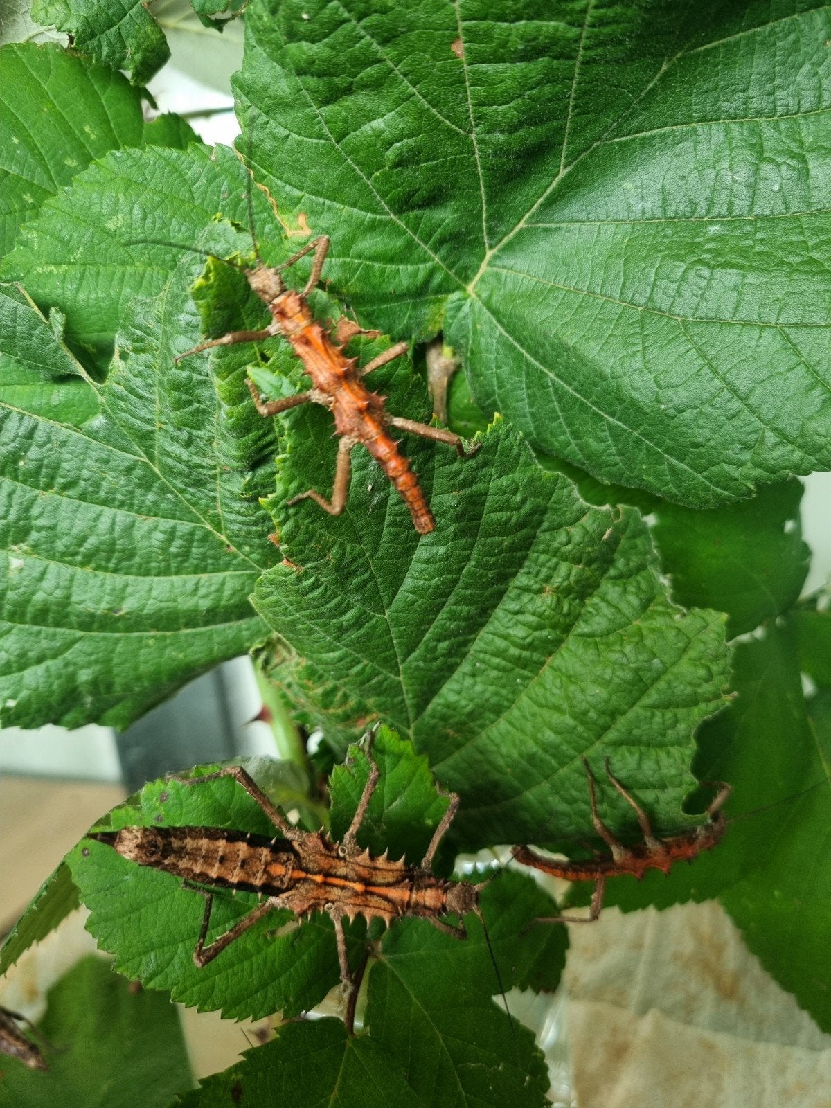 Eitjes wandelende tak: Tisamenus napalaki "Palaui", Dieren en Toebehoren, Wandelende tak