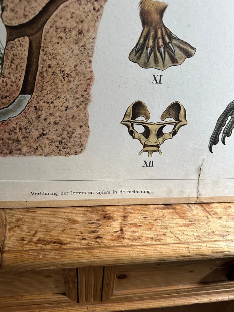 Vintage schoolplaat 'Aan de rand der Kalahari' - Dieren, Huis en Inrichting, Stoffering | Behang, minder dan 10 m², Ophalen