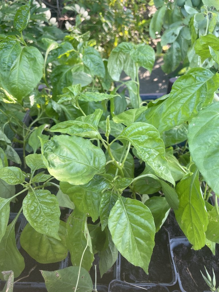 Biologische Surinaamse Madame Jeanette peperplanten 3,50, Tuin en Terras, Planten | Tuinplanten, Ophalen, Eenjarig, Overige soorten