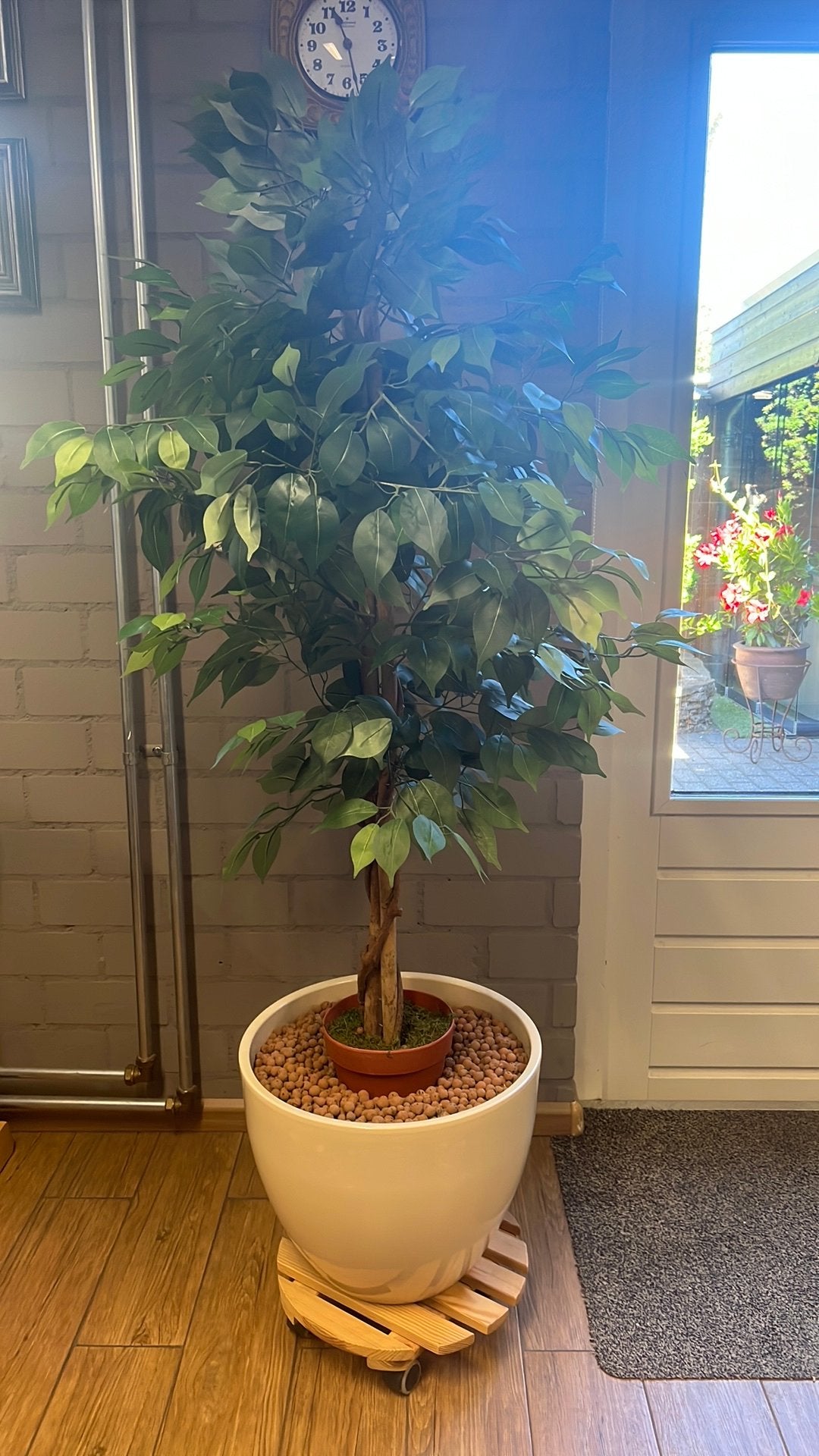 Kunst plant ficus, Bloeit niet, Overige soorten, 100 tot 250 cm, Ophalen