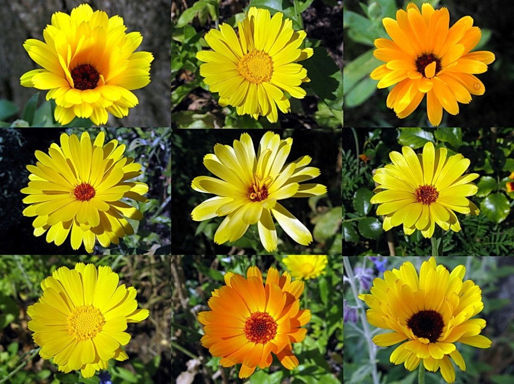 Goudsbloem Calendula zaden, Ophalen, Voorjaar, Volle zon, Zaad
