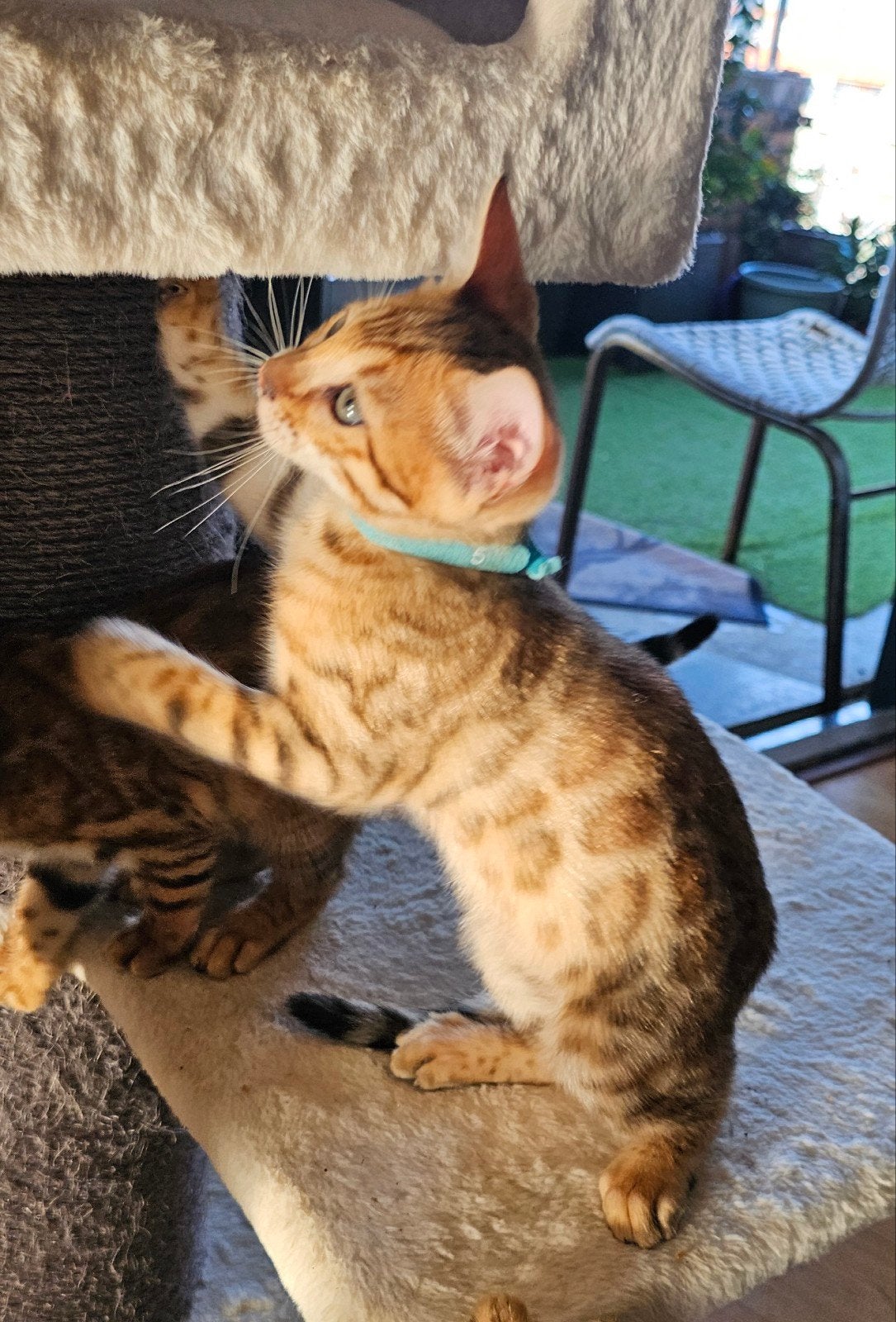 ☆Top ras☆ Bengaalse kitten met stamboom, Meerdere dieren, Met stamboom