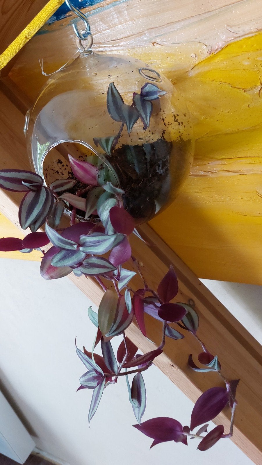Tradescantia Violet Hill in glazen hangbol, Huis en Inrichting, Kamerplanten, Ophalen, Overige soorten, Halfschaduw, In pot