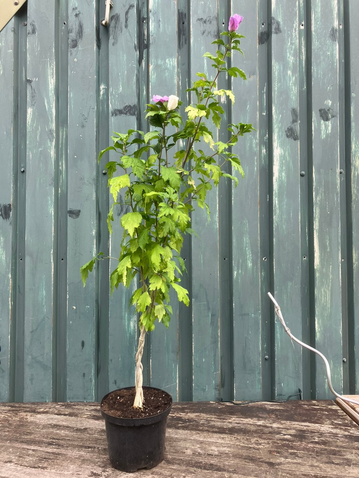 Hibiscus met gevlochten stam., Overige soorten, 100 tot 250 cm, Zomer, Ophalen