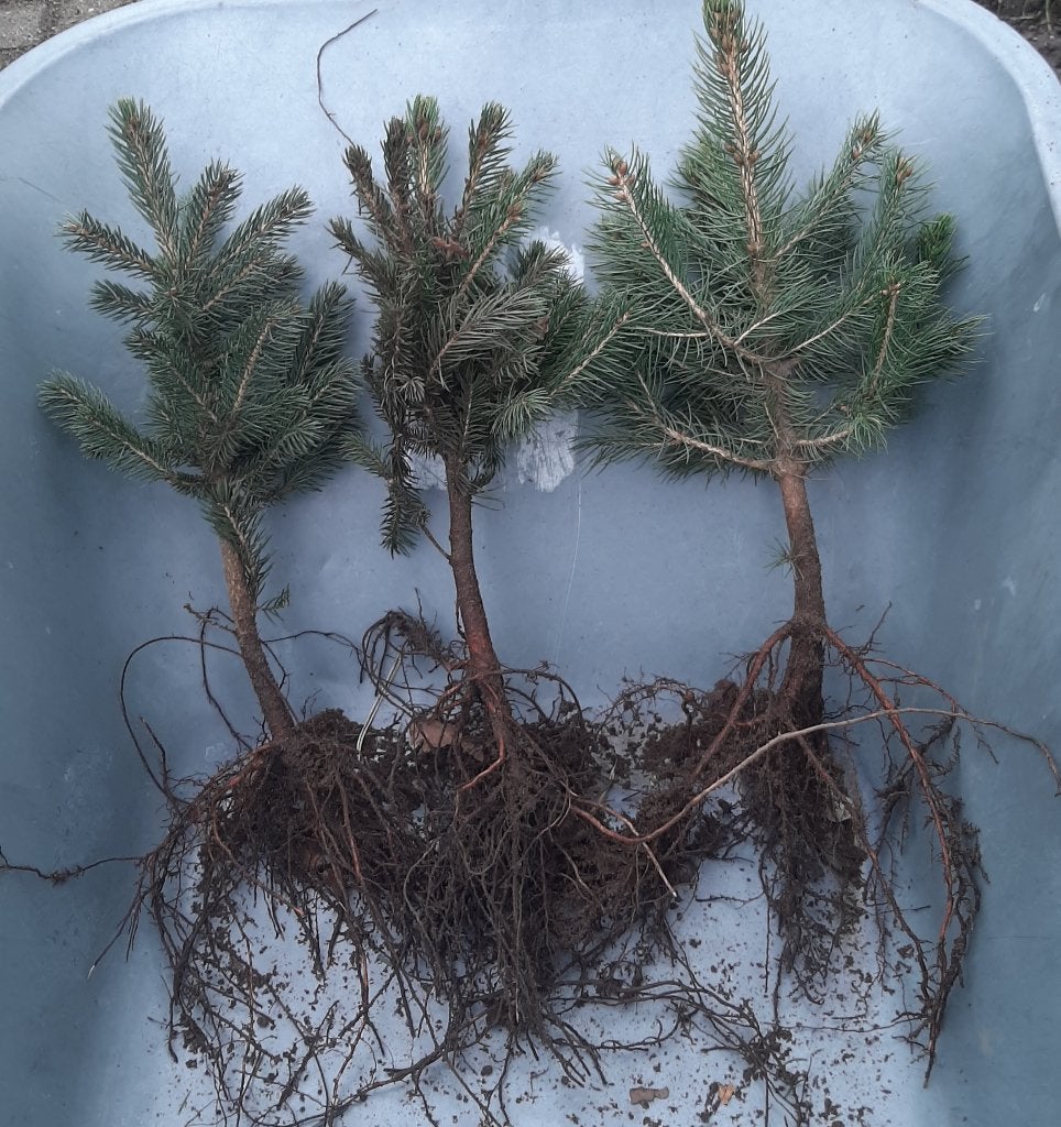Kerstbomen Plantgoed Omorika Fraserspar Nordmann Pungens, Ophalen, Overige soorten, Minder dan 100 cm