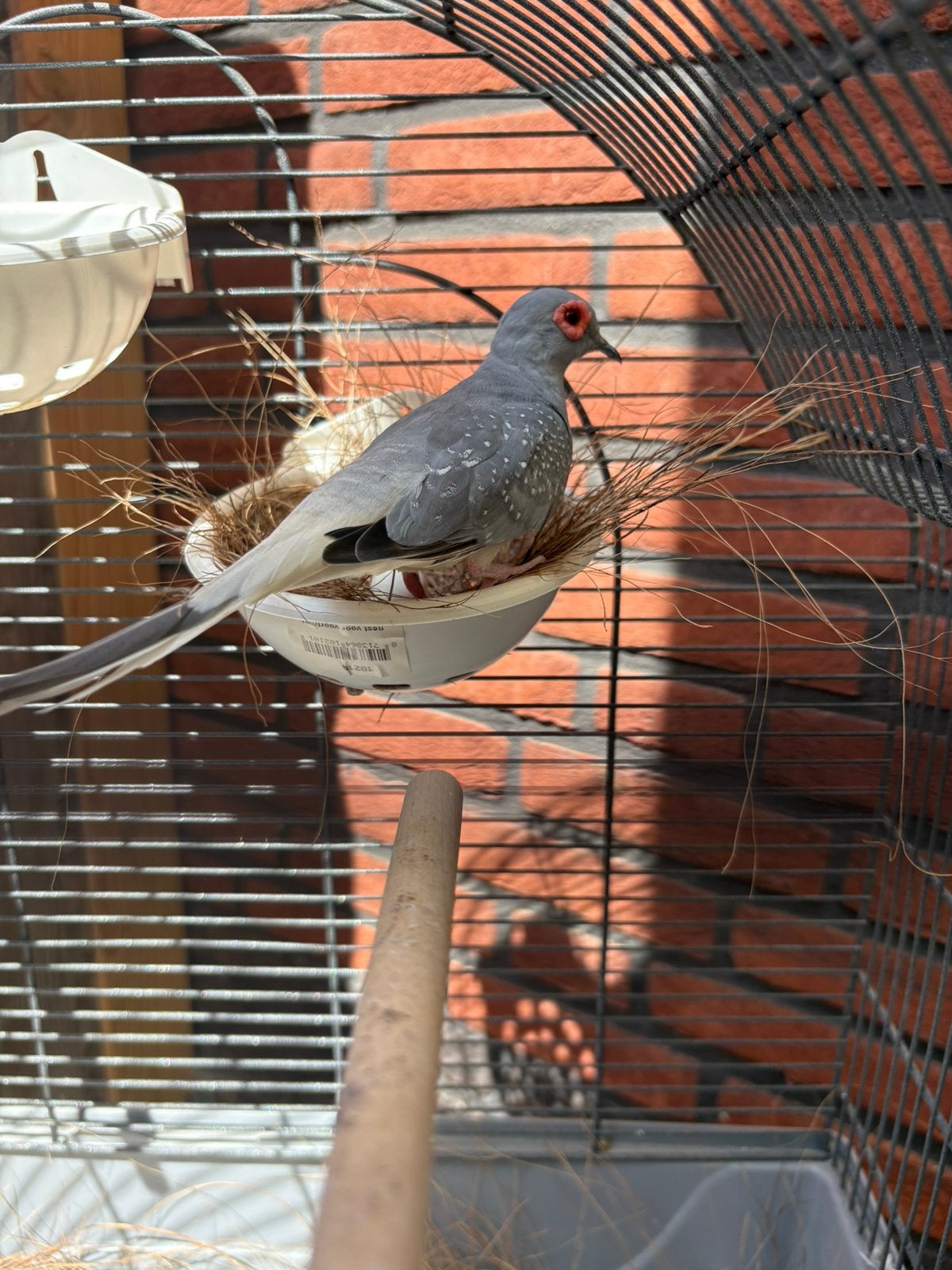 Koppeltje diamand duifjes, Meerdere dieren