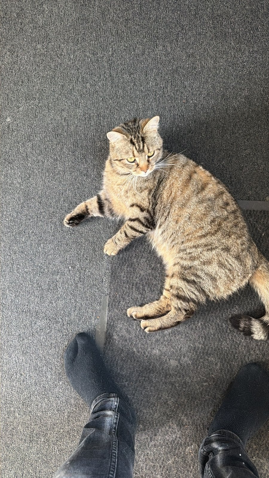 Wegens omstandigheden, Kater