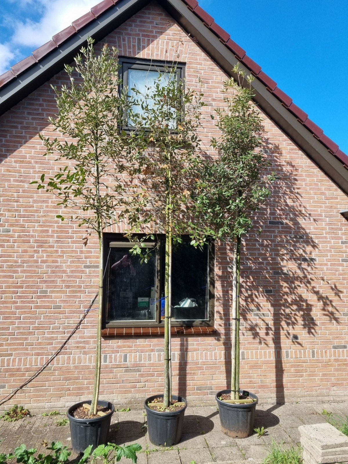 Drie steeneiken op pot, Bloeit niet, Overige soorten, 250 tot 400 cm, Ophalen