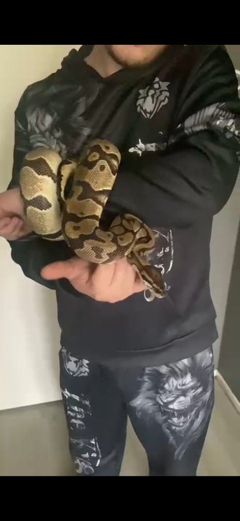 Slangen, Dieren en Toebehoren, Slang, Tam, 3 tot 6 jaar