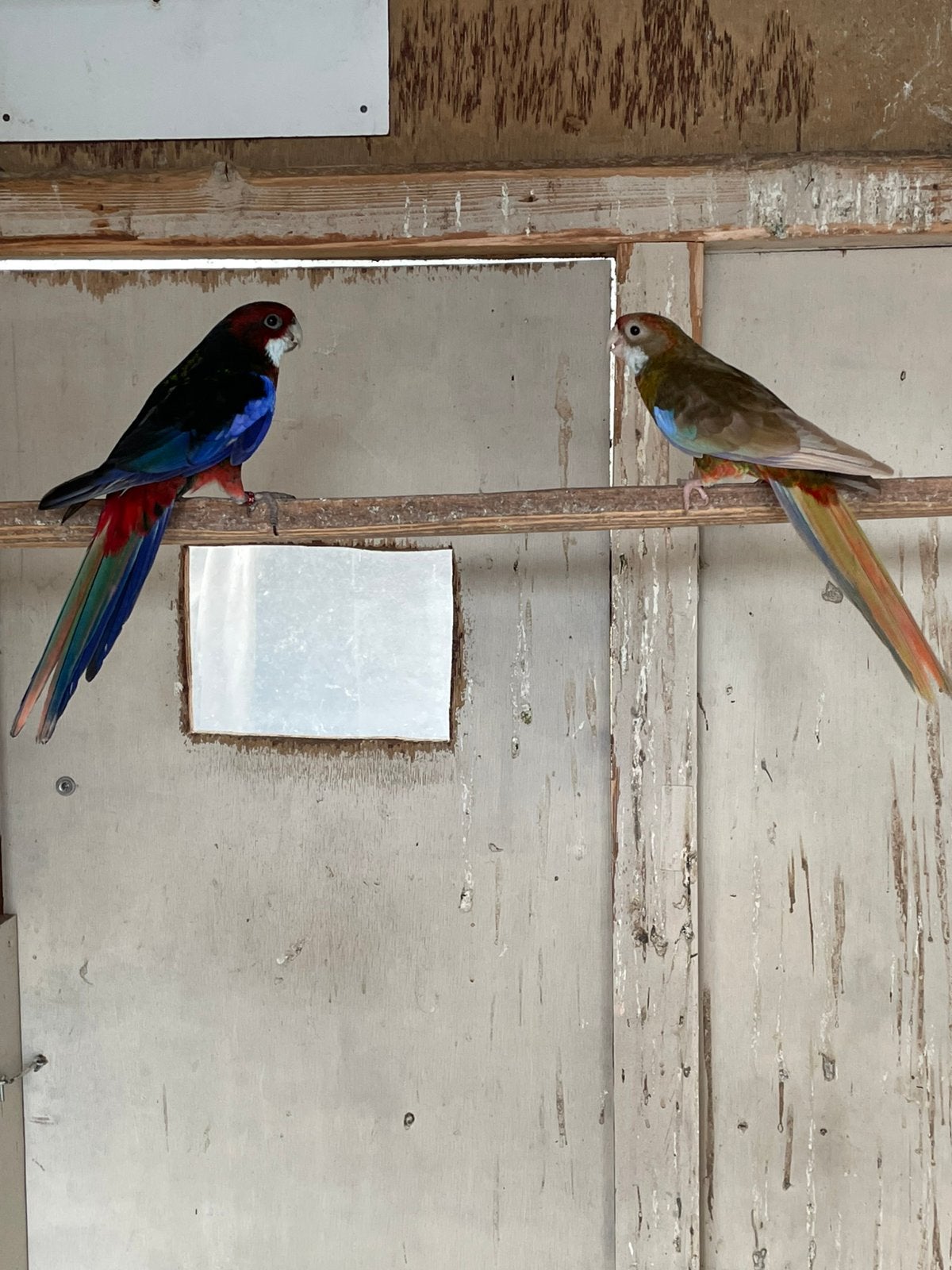 Koppel pracht Rosella s van 2024, Meerdere dieren, Parkiet, Geringd