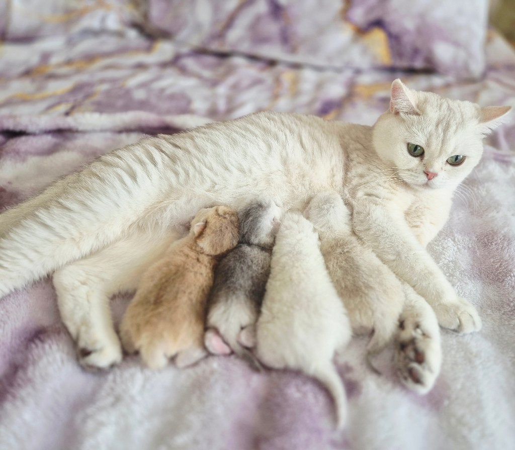 Briets korthaar kittens met stamboom, Meerdere dieren, Met stamboom, 0 tot 2 jaar