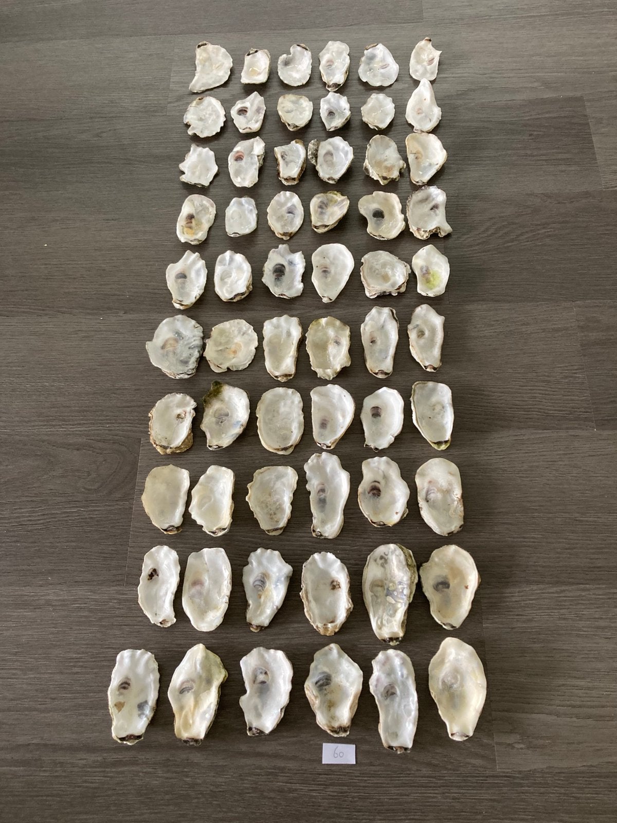105 platte oesterschelpen, Verzamelen, Ophalen of Verzenden