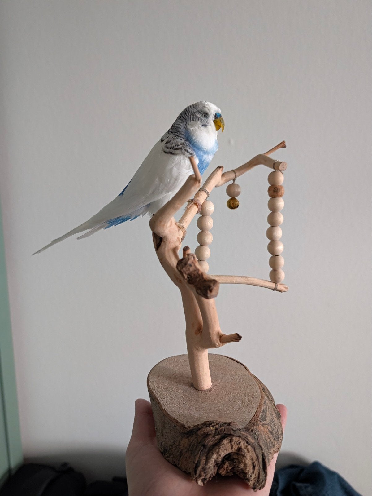 Witte grasparkiet taxidermie - Uniek herdenkingsstuk, Ophalen of Verzenden, Gebruikt