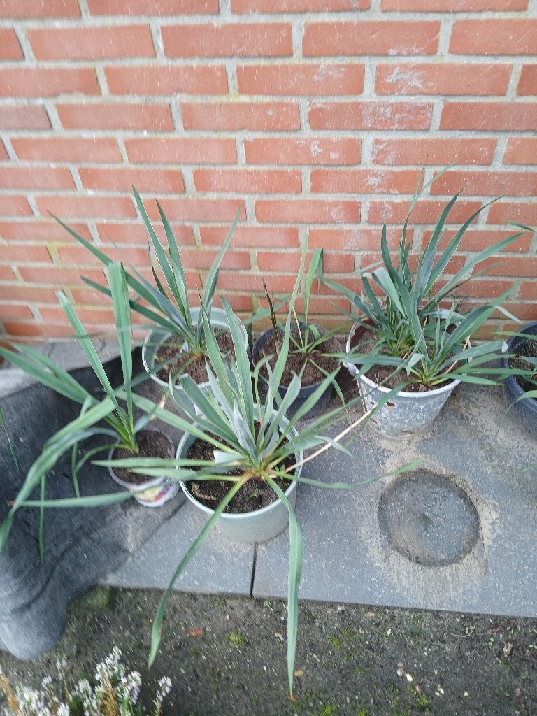 Planten, Tuin en Terras, Volle zon, Tweejarig, Lente, Ophalen