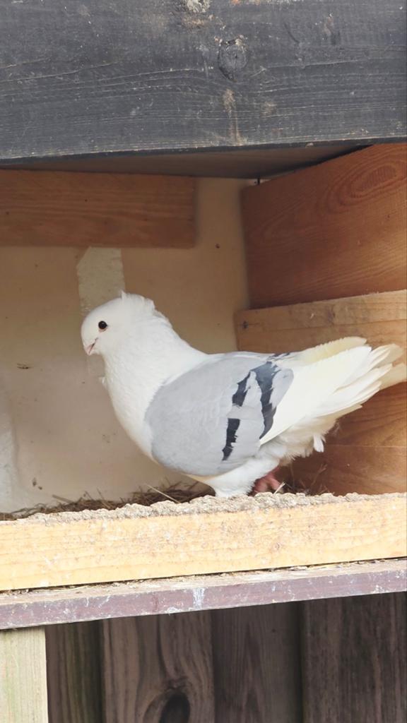 Duiven, Dieren en Toebehoren, Meerdere dieren, Postduif