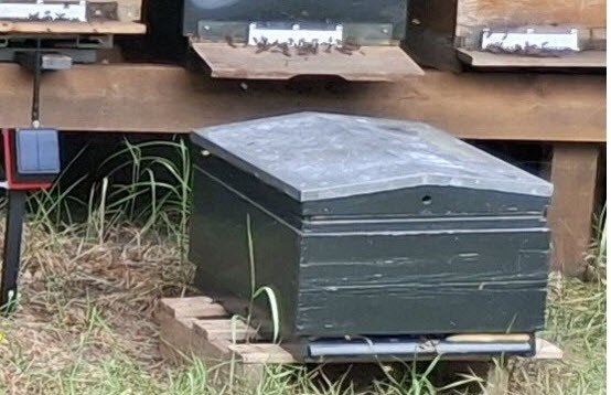 10 raams bijenvolk 2026, Dieren en Toebehoren, Insecten en Spinnen, Bijen