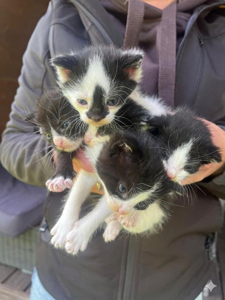 Lieve Boerderij Kittens (Gereserveerd), Dieren en Toebehoren, Meerdere dieren, Kortharig, 0 tot 2 jaar