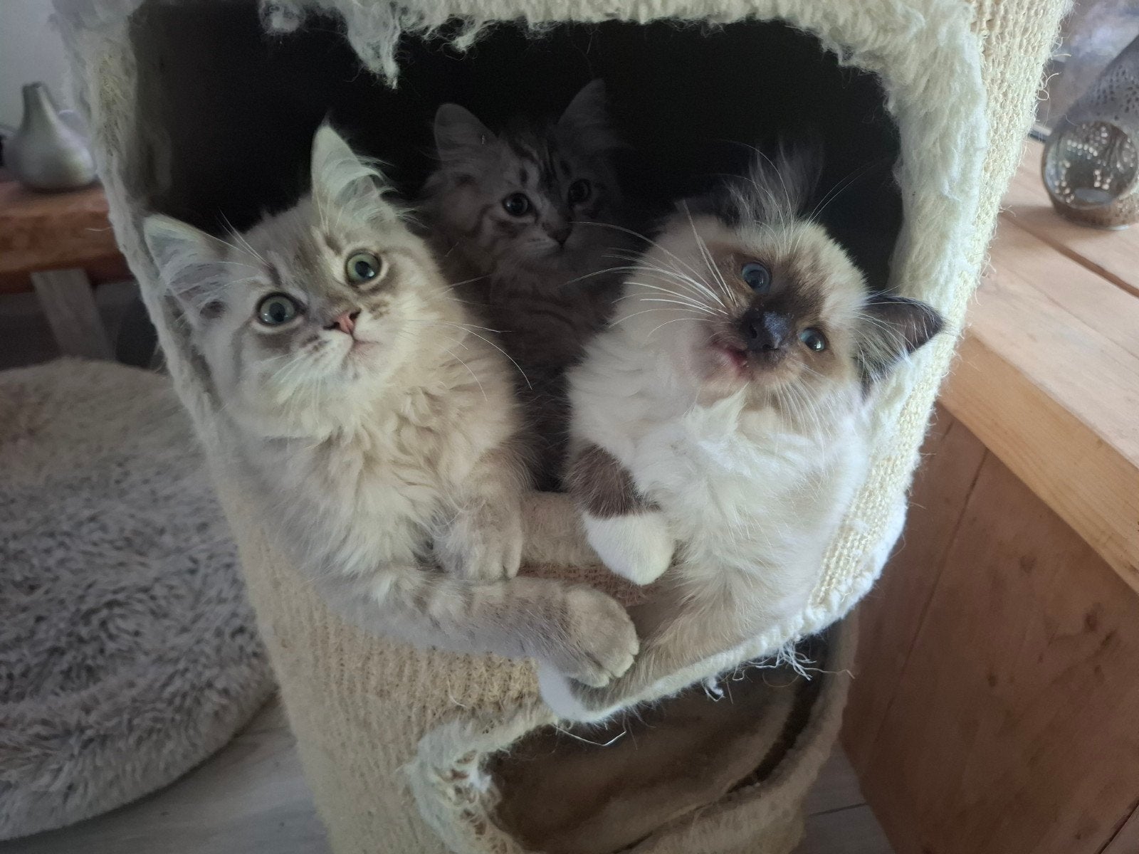 Prachtige Ragdoll kittens, Meerdere dieren, Ontwormd