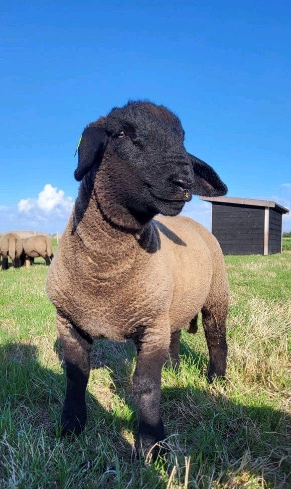 Suffolk stamboek ramlammeren, Dieren en Toebehoren, Meerdere dieren, Geit