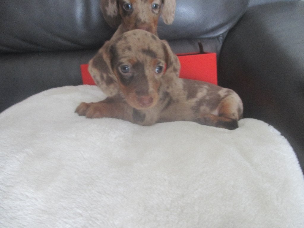 Mooie teckel kaninchen pups, Dieren en Toebehoren, Honden | Teckels en Dashonden, Kaninchen, Parvo, 8 tot 15 weken, Korthaar