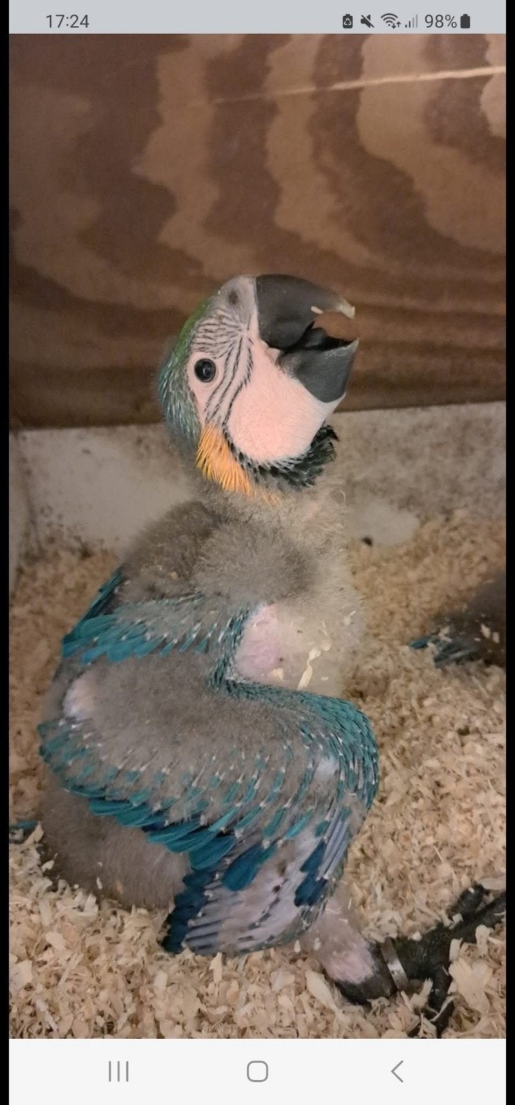 te koop blauwgeel ara, Dieren en Toebehoren, Vogels | Parkieten en Papegaaien, Geslacht onbekend, Papegaai, Geringd