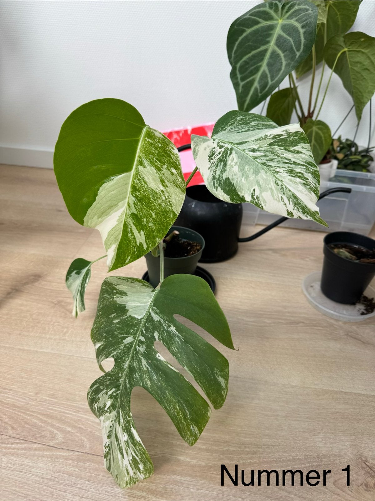 Monstera variegata stekken, Huis en Inrichting, Kamerplanten, Ophalen, Halfschaduw, Minder dan 100 cm