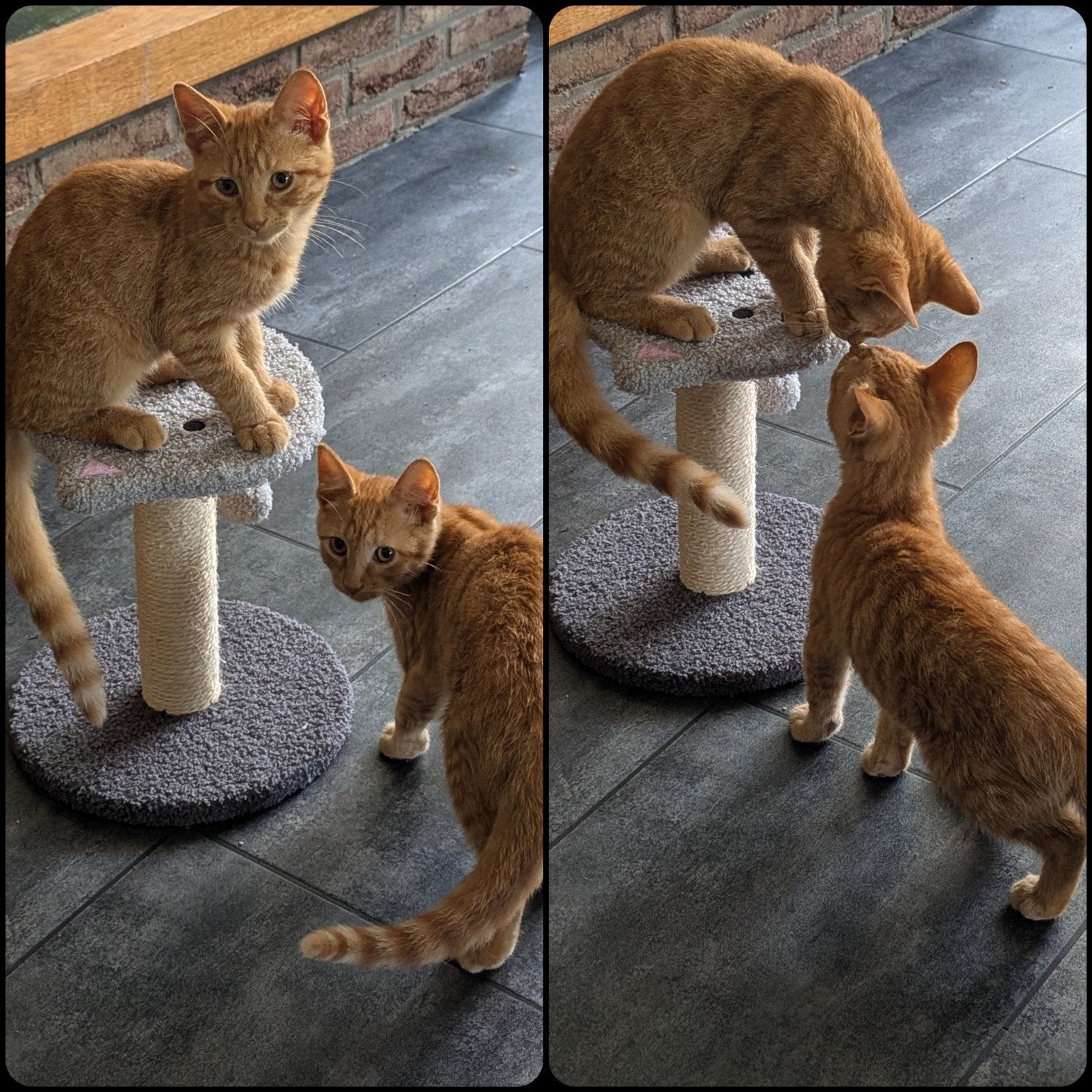 twee kittens broertjes, Dieren en Toebehoren, Kater, Kortharig, 0 tot 2 jaar