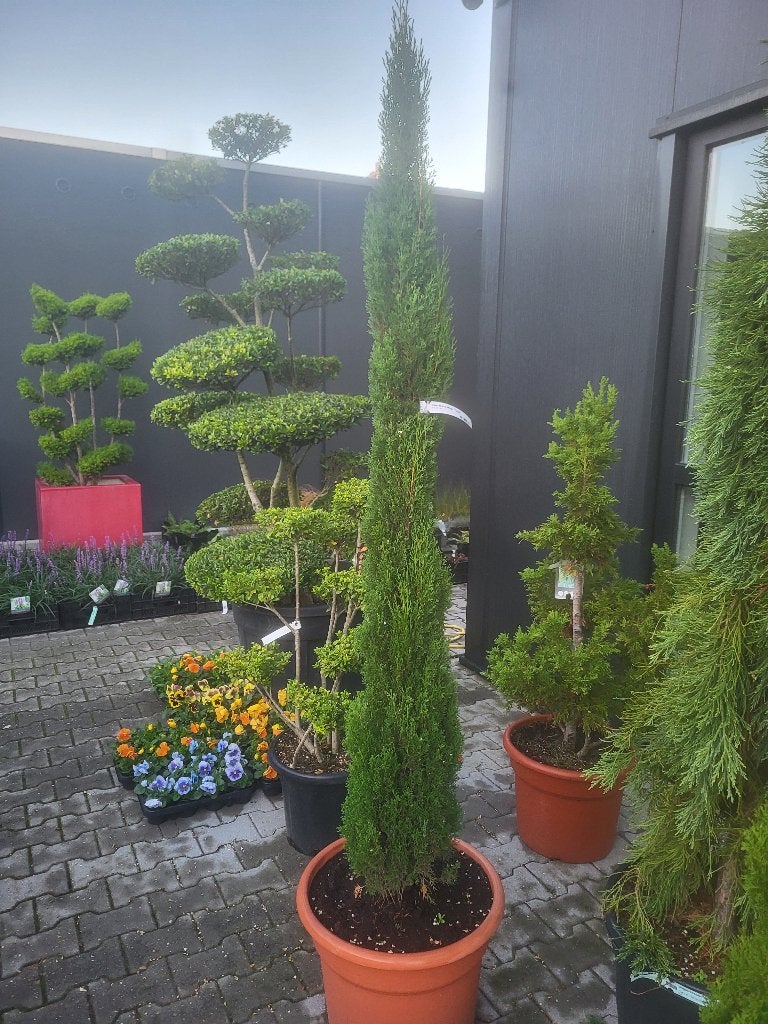 Cupressus semp.Totem in pot, Bloeit niet, 100 tot 250 cm, Volle zon, In pot