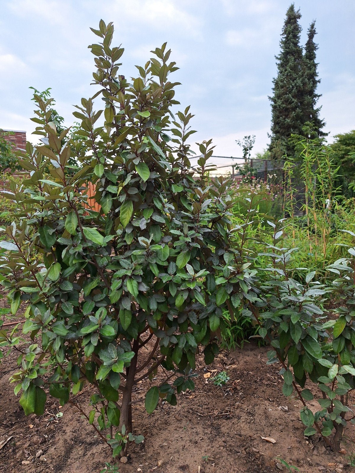 eleagnus struiken, Ophalen, Overige soorten, 100 tot 250 cm