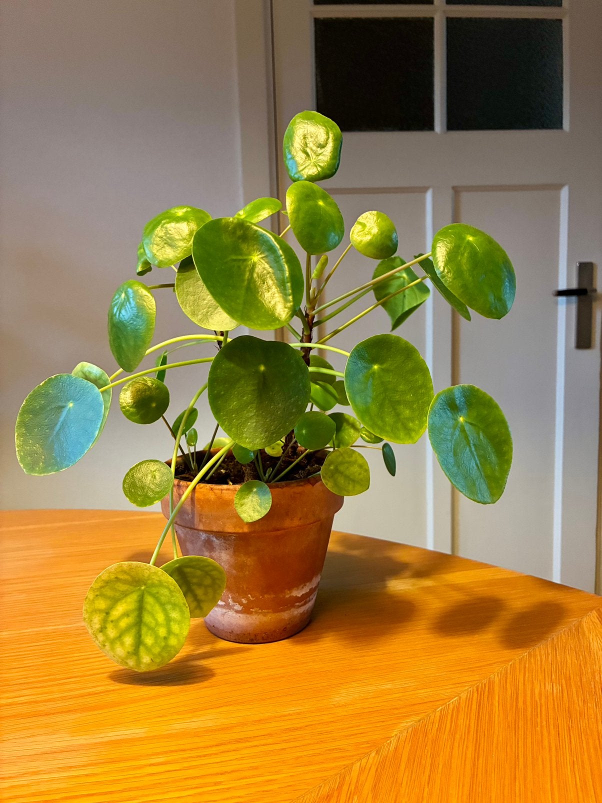 Pilea (pannenkoekplant) incl pot, Ophalen, Halfschaduw, Minder dan 100 cm