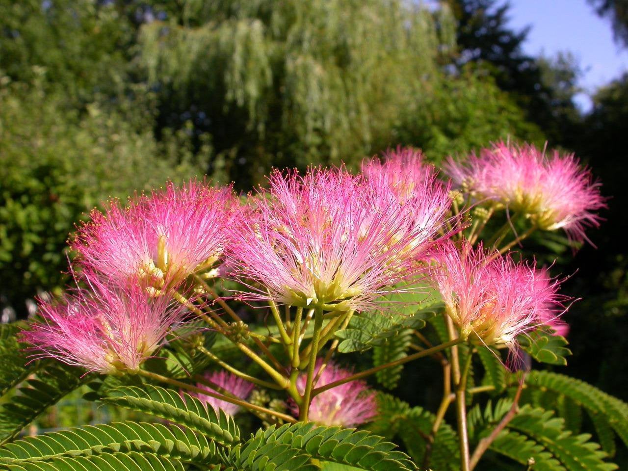 Albizia slaapboom tropical dream en umbrella, vele maten, Tuin en Terras, Planten | Bomen, Ophalen, Zomer, In pot, Volle zon