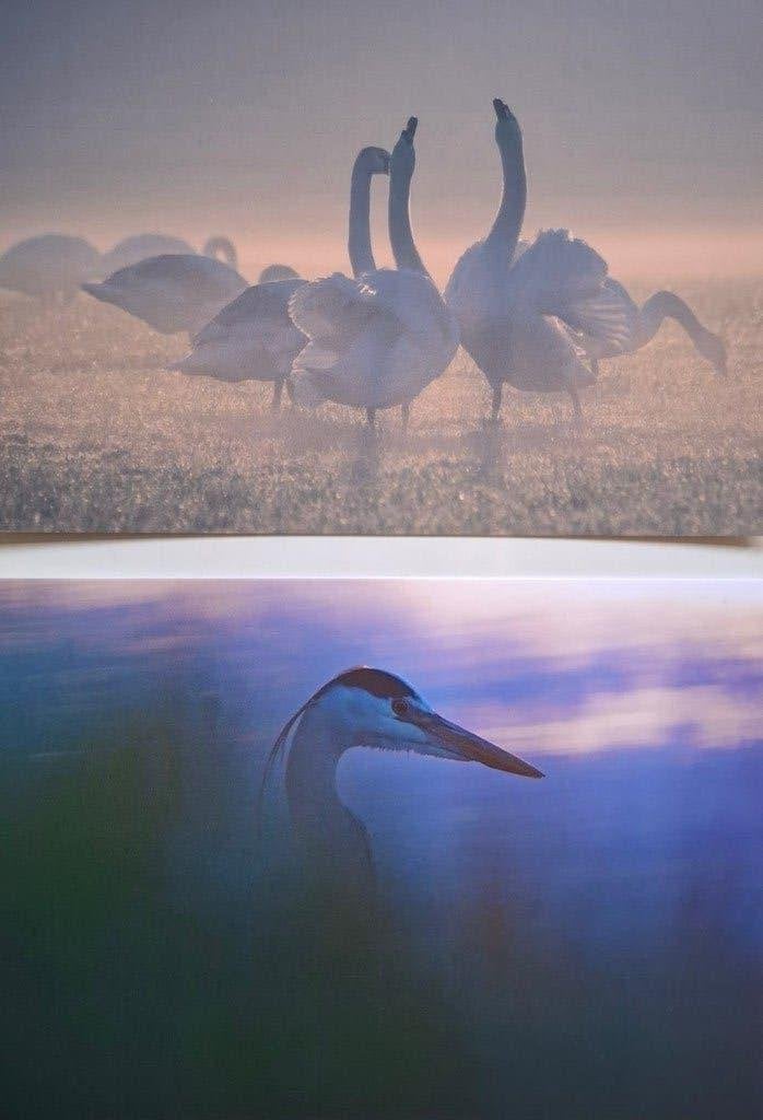 Vogels op de foto - 18 postkaarten - nieuw, Boeken, Ophalen of Verzenden, Nieuw, Fotografie algemeen