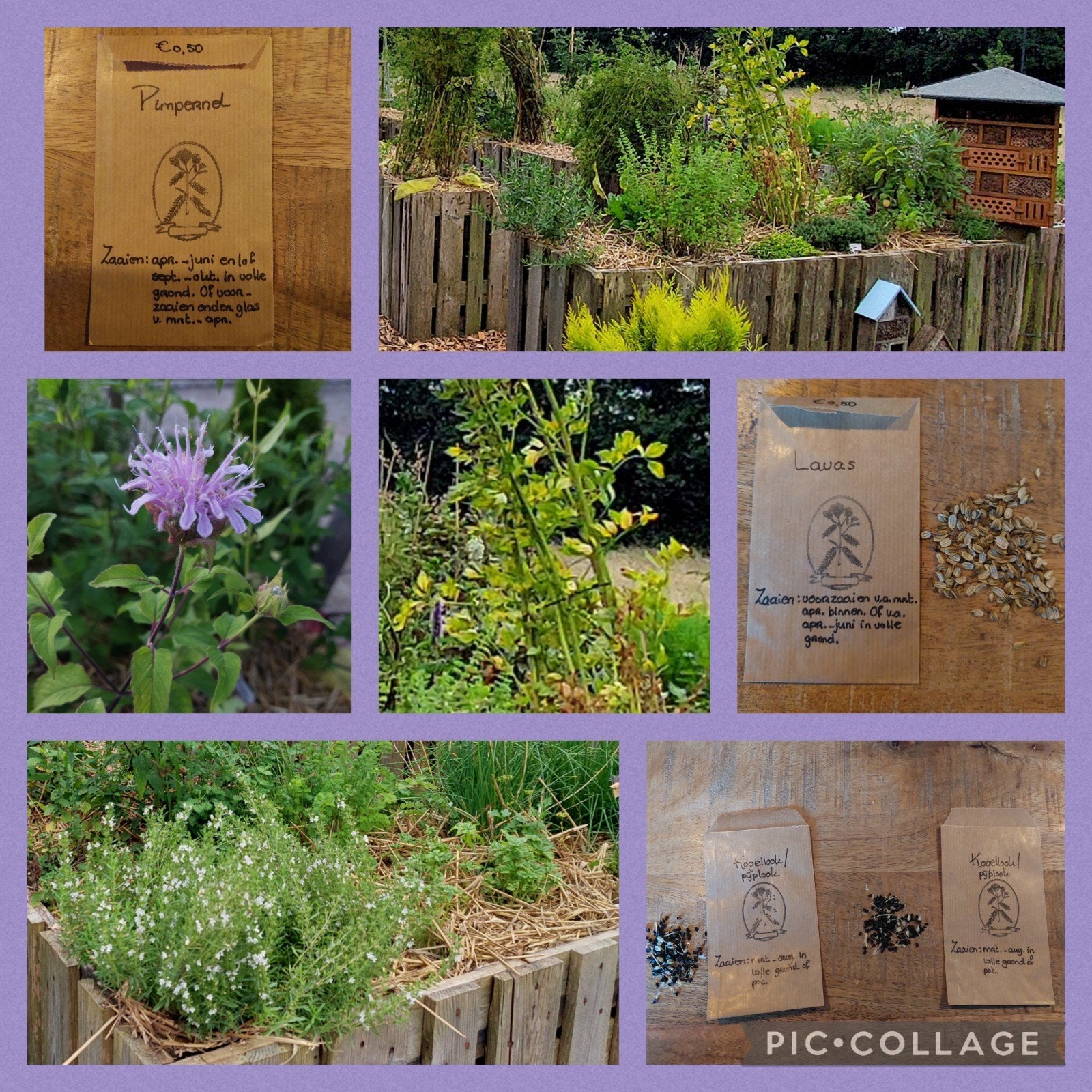 Kruidenzaden (biologisch), groentezaden & bloemzaden, Tuin en Terras, Ophalen of Verzenden, Volle zon