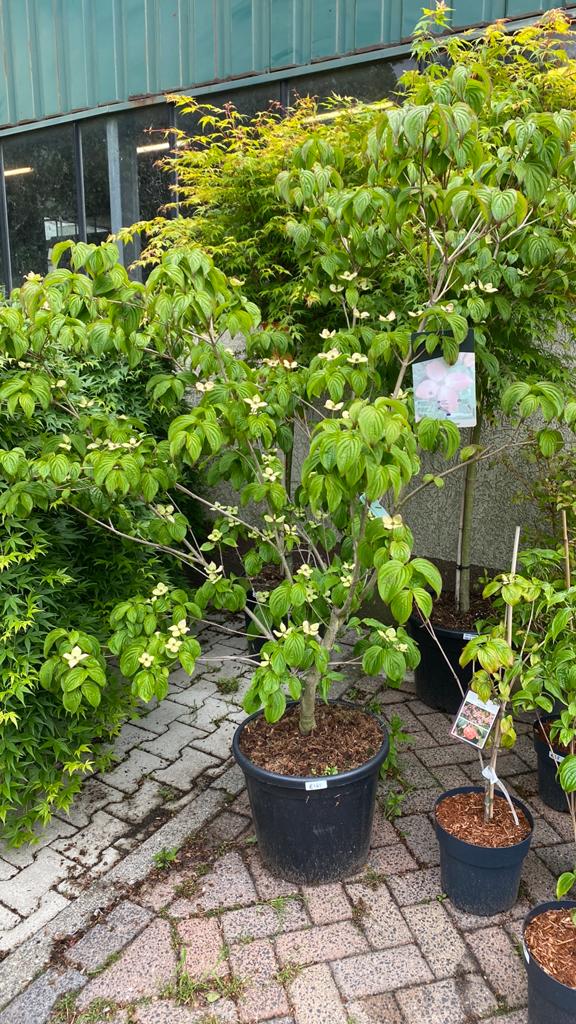 Japanse Kornoelje 'Satomi' - Cornus kousa 'Satomi', Volle zon, Vaste plant, Zomer, Ophalen