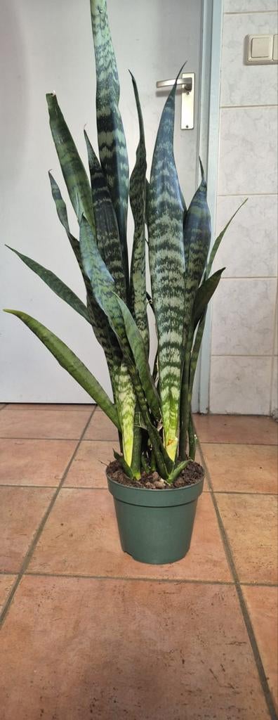 Sansevieria planten - Diverse soorten en maten, Tuin en Terras, Planten | Tuinplanten, Overige soorten, Volle zon, Ophalen