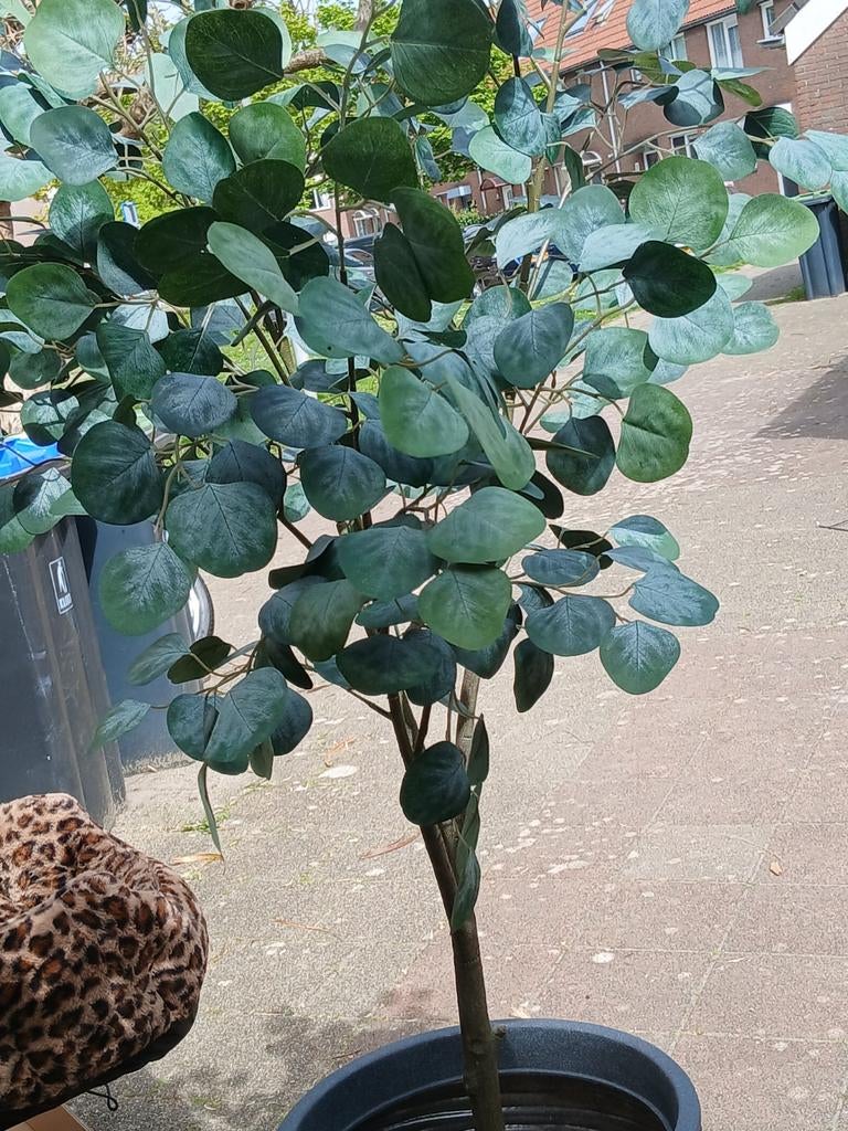 Eucalyptus op stam!, Ophalen