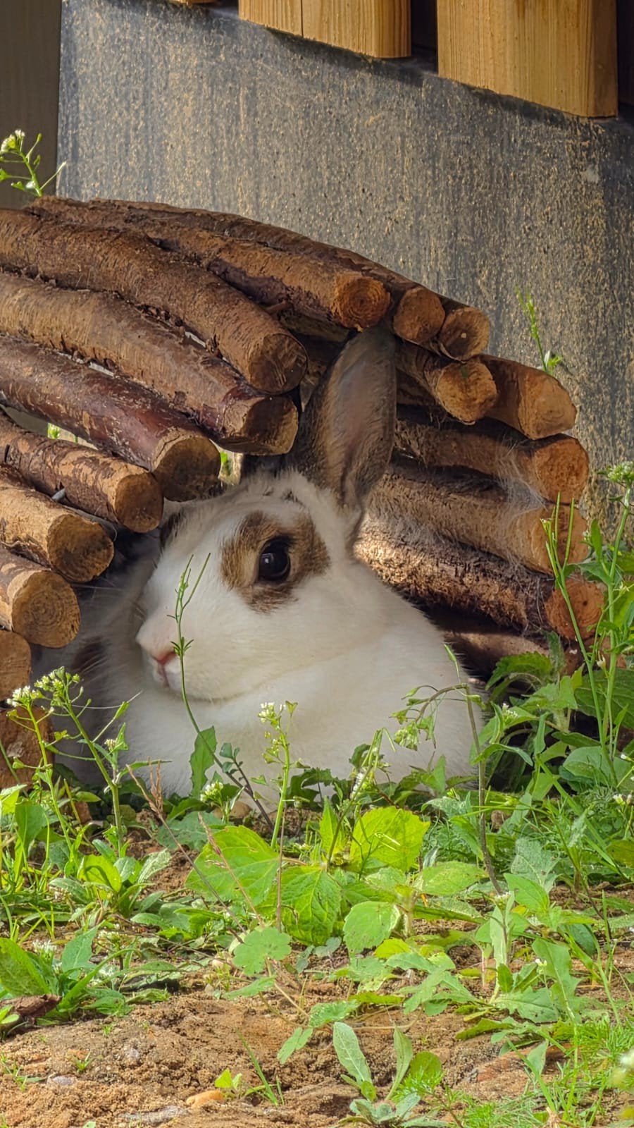 Lucky zoekt een liefdevol huis, Ophalen, Hok, Konijn, Minder dan 60 cm