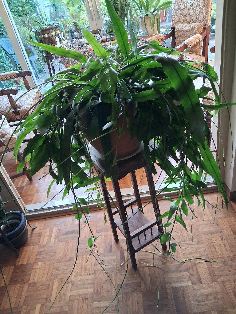 kamerplant koraalcactus groot in pot 10 jaar oud, Ophalen, 100 tot 150 cm, Halfschaduw, Groene kamerplant