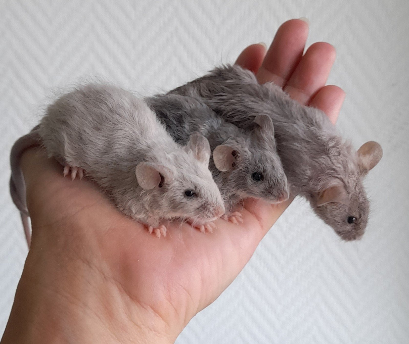 Leuke muisjes, Juni, Meerdere dieren, Overige typen, Tam