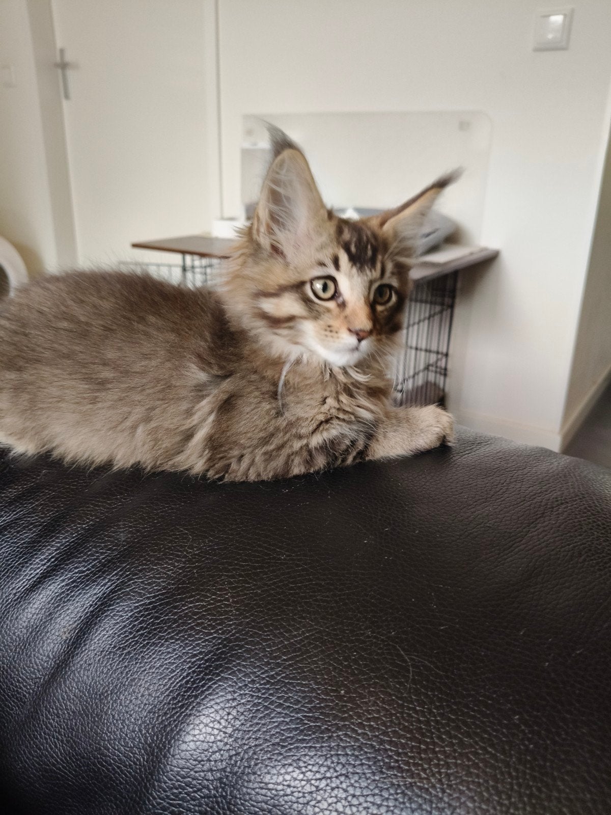 Mogen weg Prachtige main coon kittens, Meerdere dieren, Ontwormd