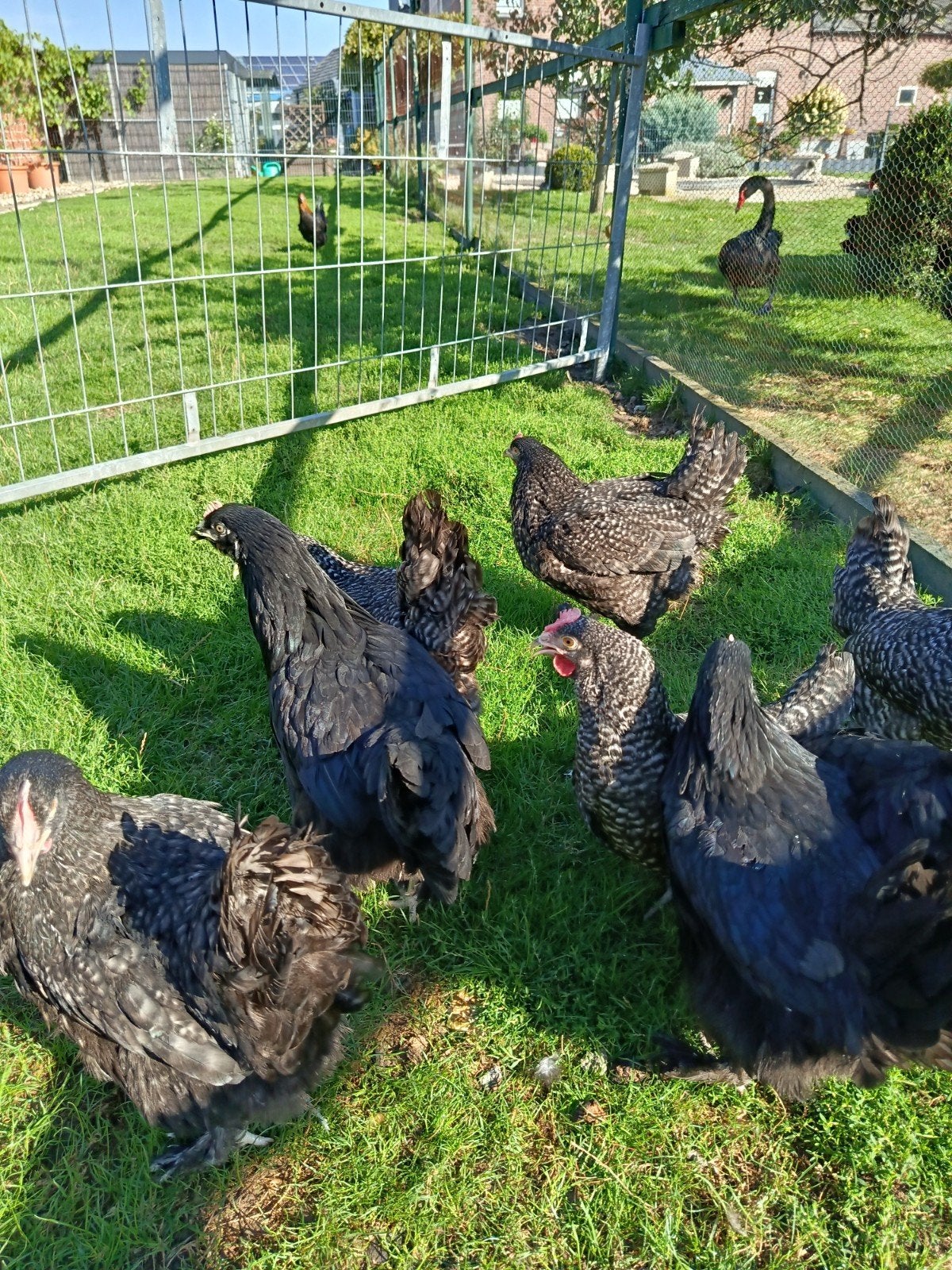 Marans kippen te koop, Dieren en Toebehoren, Vrouwelijk, Kip