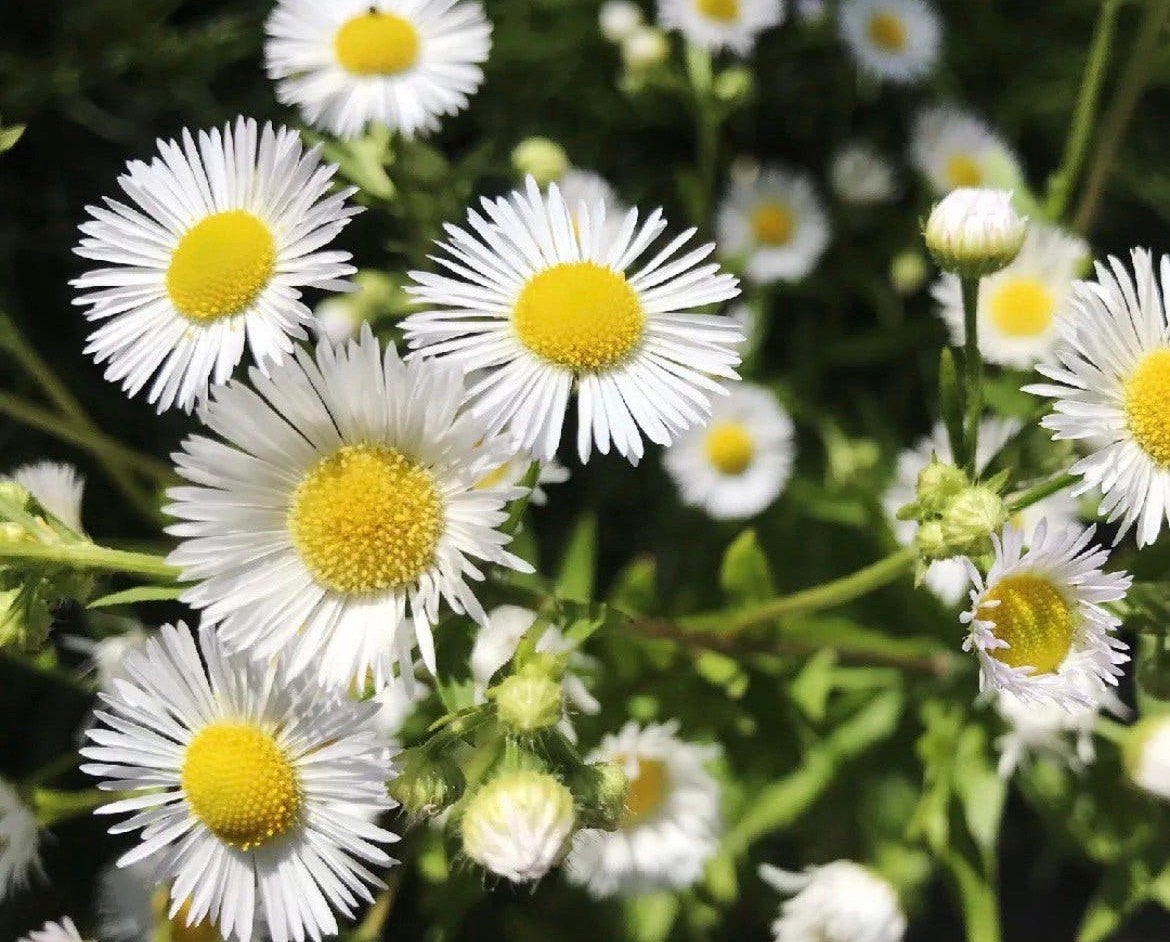 🌸  Zomerfijnstraal Erigeron annuus biologisch fijnstraal, Volle zon, Tweejarig, Zomer, Ophalen