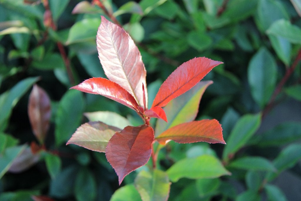 Glansmispel ‘Red Robin’ / Photinia x fraseri ‘Red Robin’, Ophalen of Verzenden, Overige soorten, Haag, Minder dan 100 cm