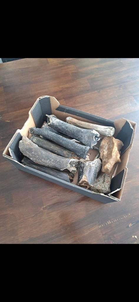15 fossiele botfragmenten mammoet, oerpaard en neushoorn, Ophalen of Verzenden